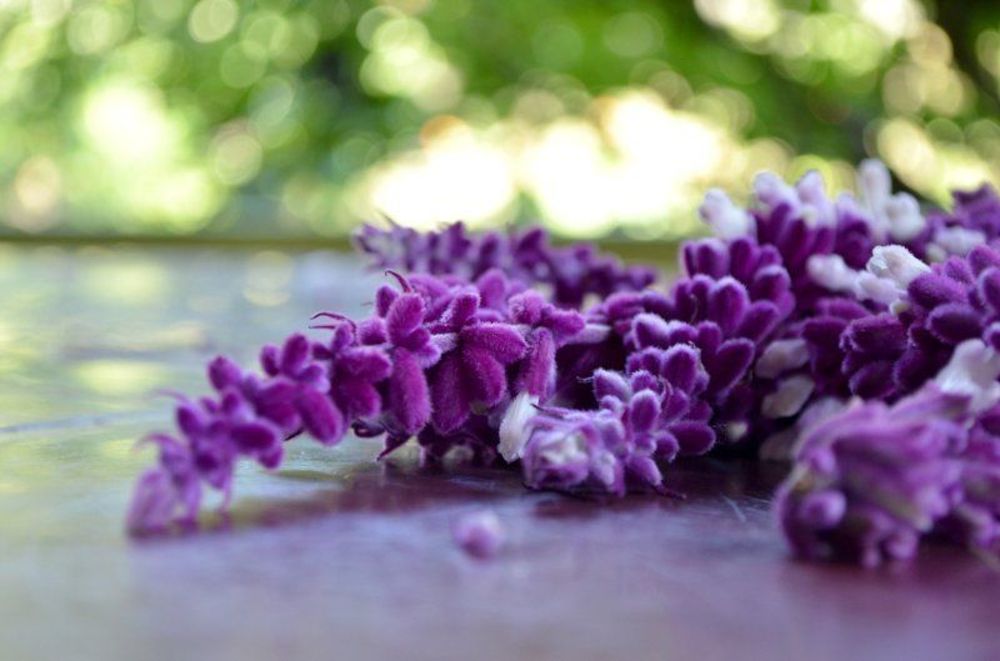 violet_flowers_hires.JPG
